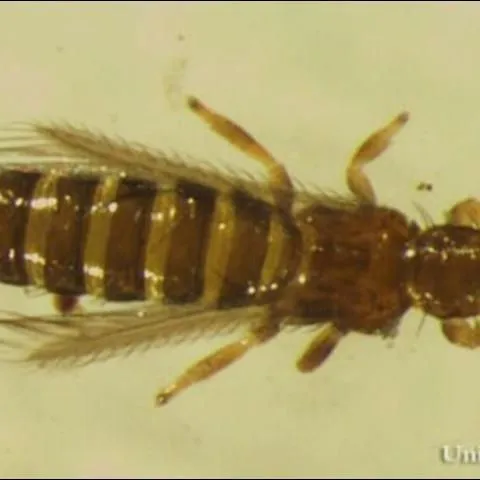 thumbnail for publication: Common Blossom Thrips, Frankliniella schultzei Trybom (Insecta: Thysanoptera: Thripidae)